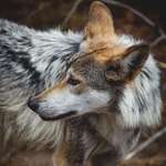 image for ITAP of a Mexican Gray Wolf