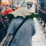 image for ITAP of an old man in China using a lotus leaf as an umbrella in the rain