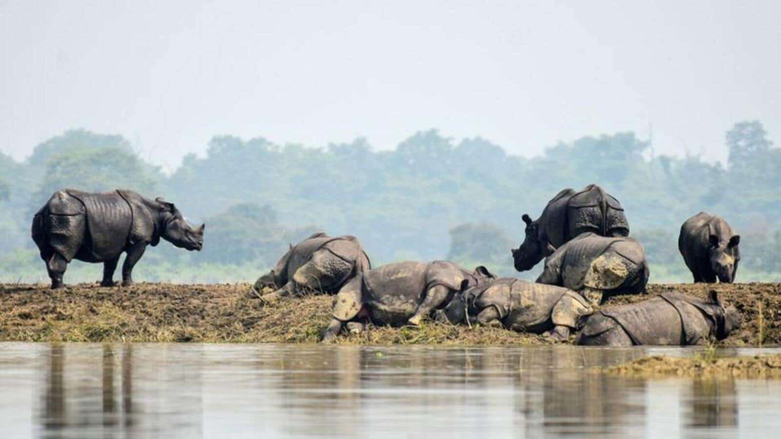 image for No rhinos poached in Assam in 2022 for 1st time in 45 years