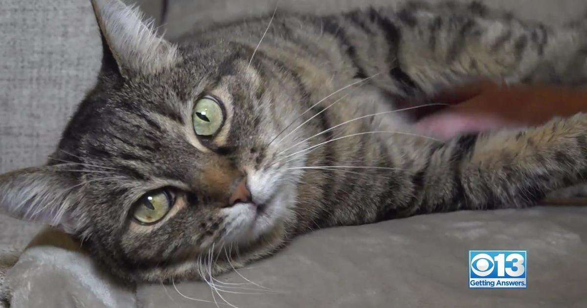 image for "Total disbelief": Cat missing for nearly 6 years reunited with owner thanks to microchip