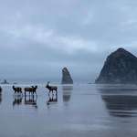 image for ITAP of elk near the Goonies rock (Haystack Rock) on Cannon Beach, Oregon. 9/22.