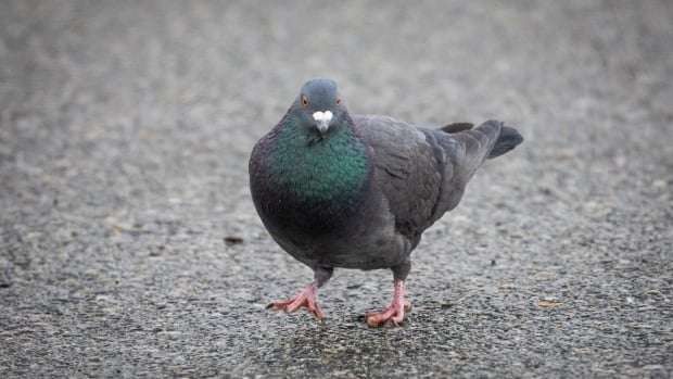 image for Pigeon wearing crystal meth 'like a backpack' caught inside B.C. prison yard