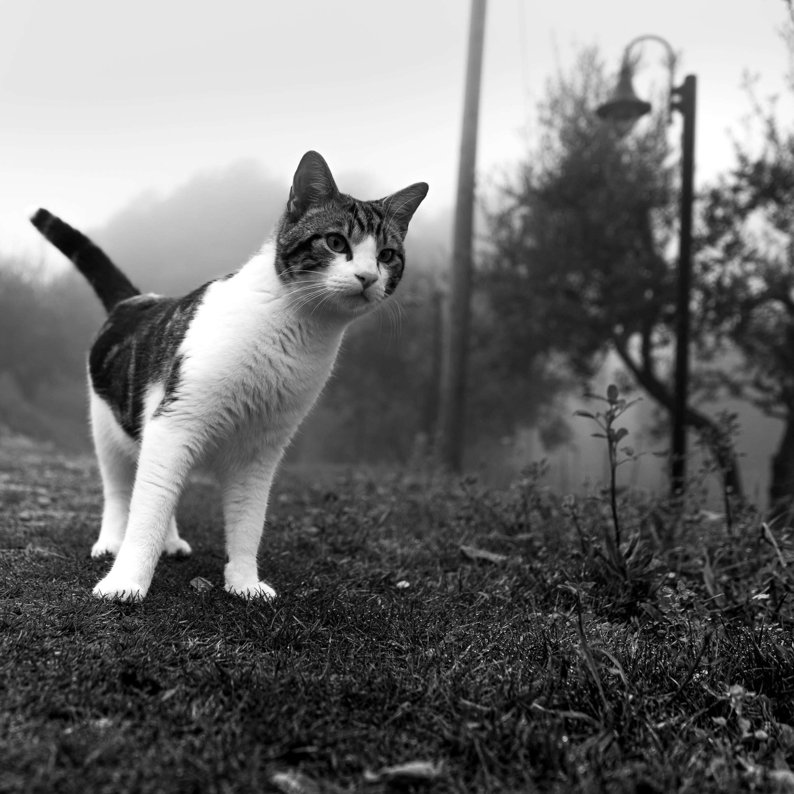 image showing ITAP of a cat
