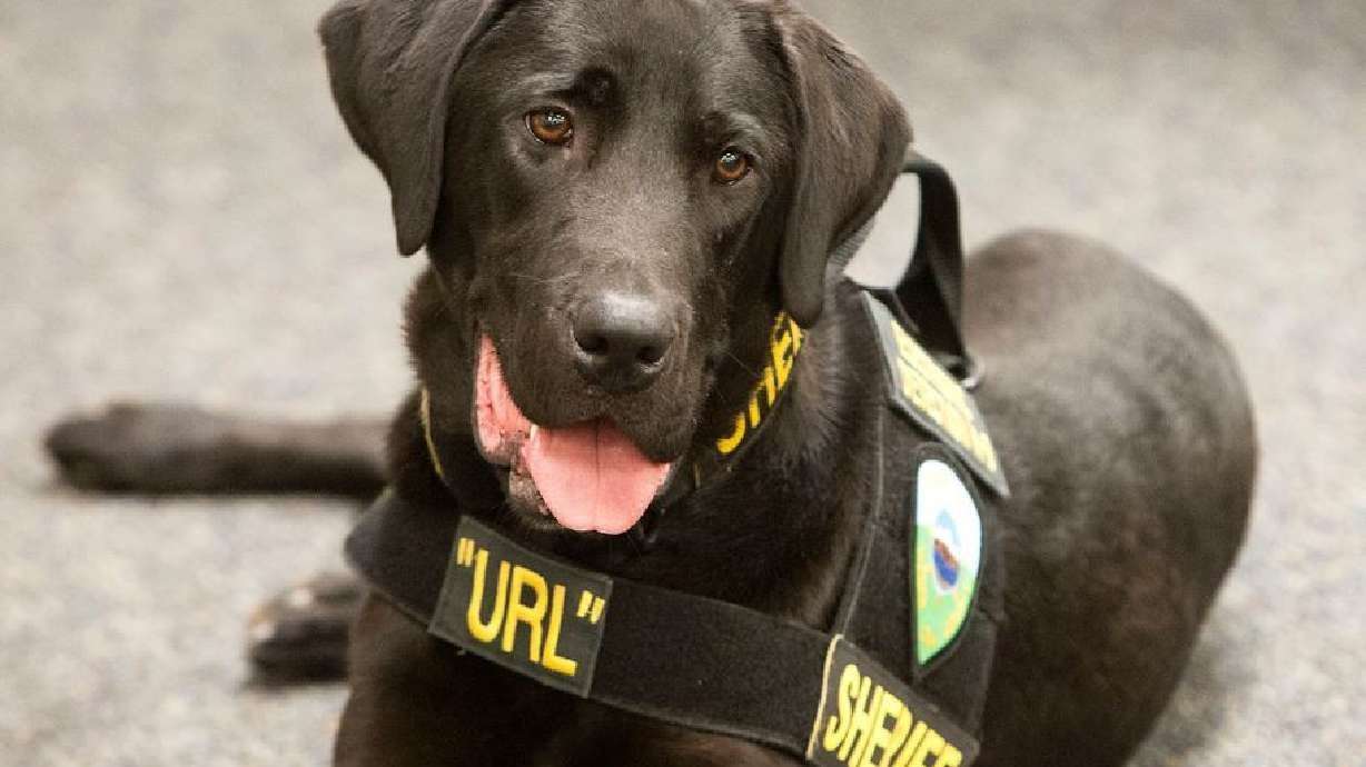 image for Utah's 'porn-sniffing dog' dies after putting numerous offenders behind bars