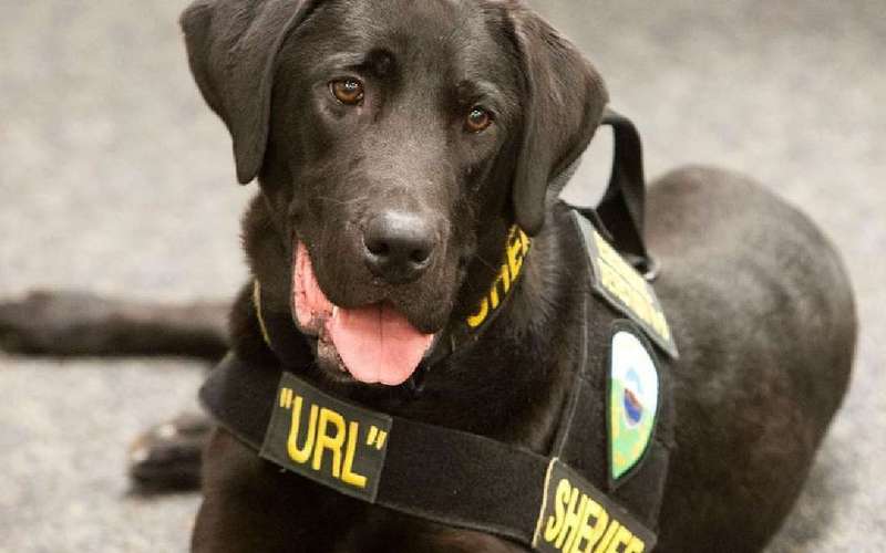 image for Utah's 'porn-sniffing dog' dies after putting numerous offenders behind bars