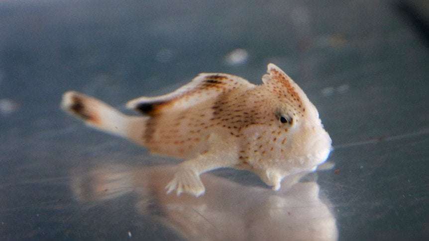 image for 'Ambassador' population of spotted handfish brings hope for re-wilding in Tasmania