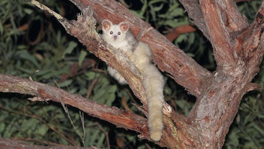 image for Endangered greater gliders adapt quickly to nest boxes after Black Summer