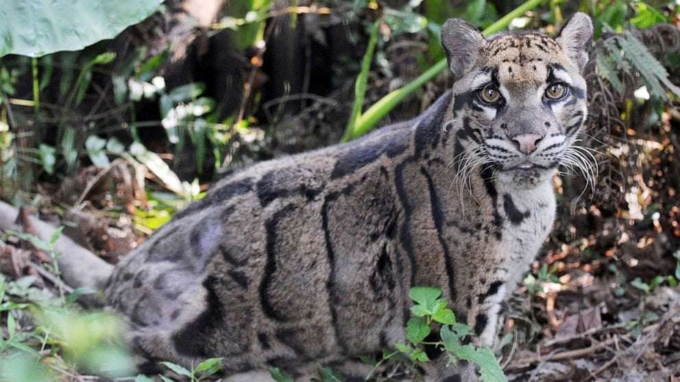 image for Dallas Zoo's missing clouded leopard found after fence 'intentionally cut'