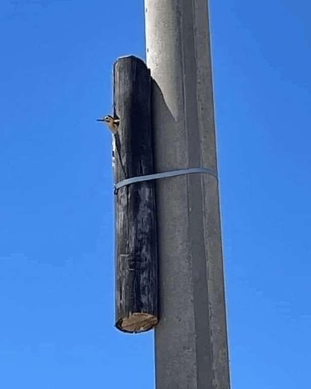 image showing This city decided to replace all their light posts, but made sure to keep every bird's home intact