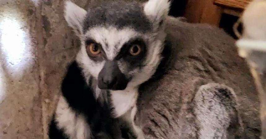 image for Bloomington family finds endangered ring-tailed lemur in their garage