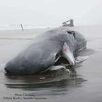 image for A whale has washed up on an Oregon beach again. We learned how to handle this in 1970.