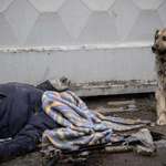 image for Good boy is Beside his Owner After he was Killed in Bucha, Ukraine