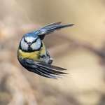 image for ITAP Of A Blue Tit In Flight