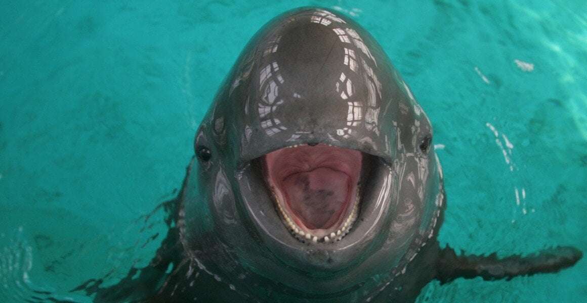 image for Critically endangered Yangtze finless porpoise shows signs of recovery