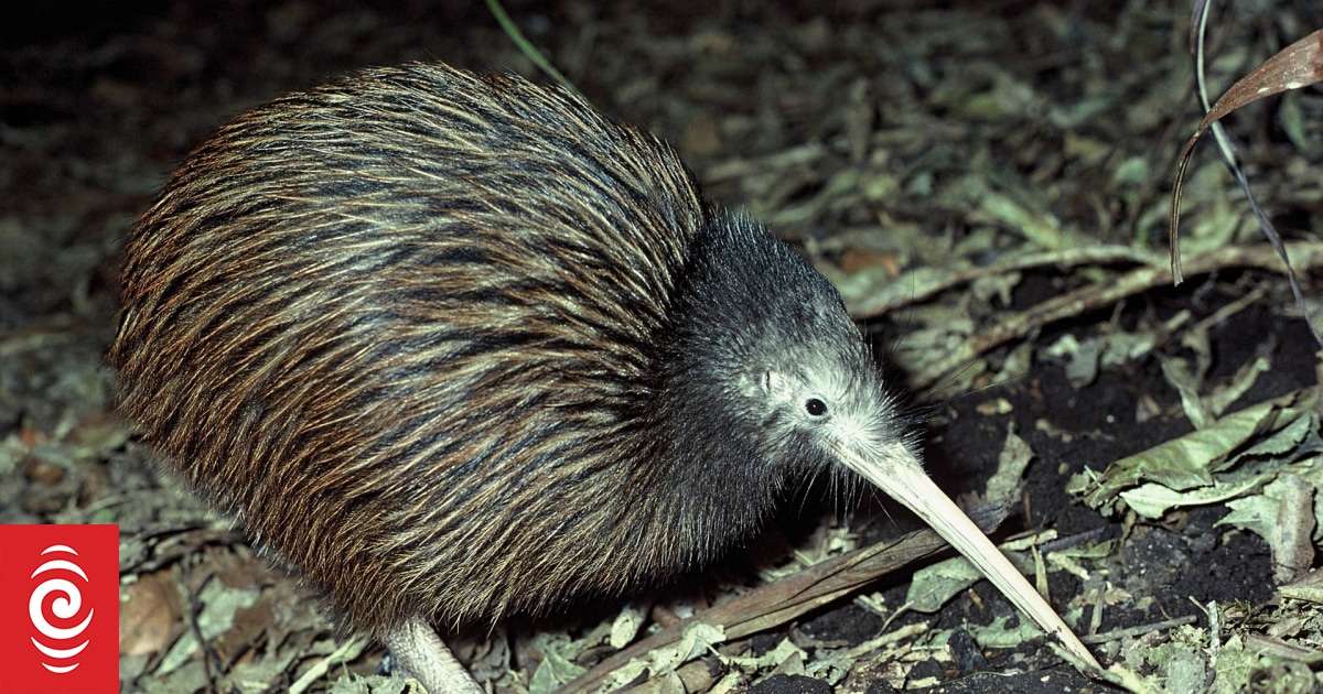image for First wild kiwi egg laid in Wellington in over a century