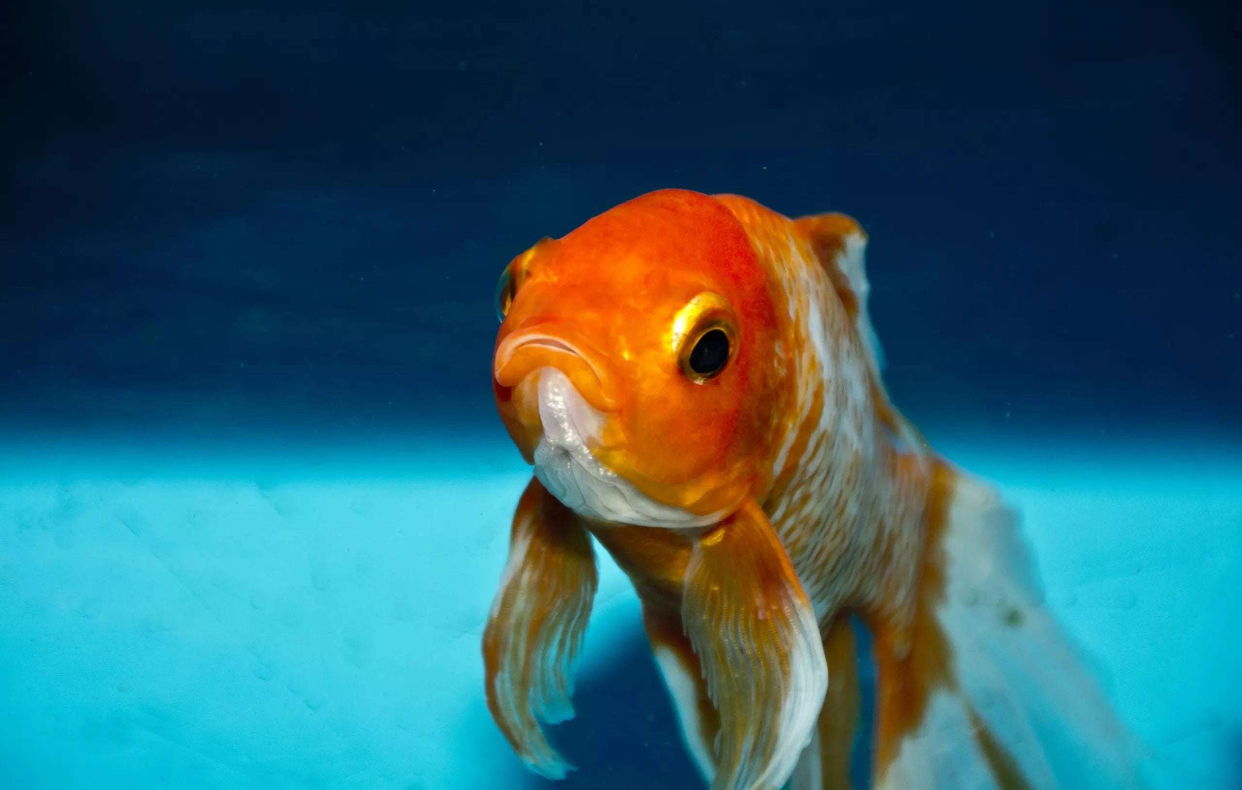 image for Pet fish commits credit card fraud on owner using a Nintendo Switch