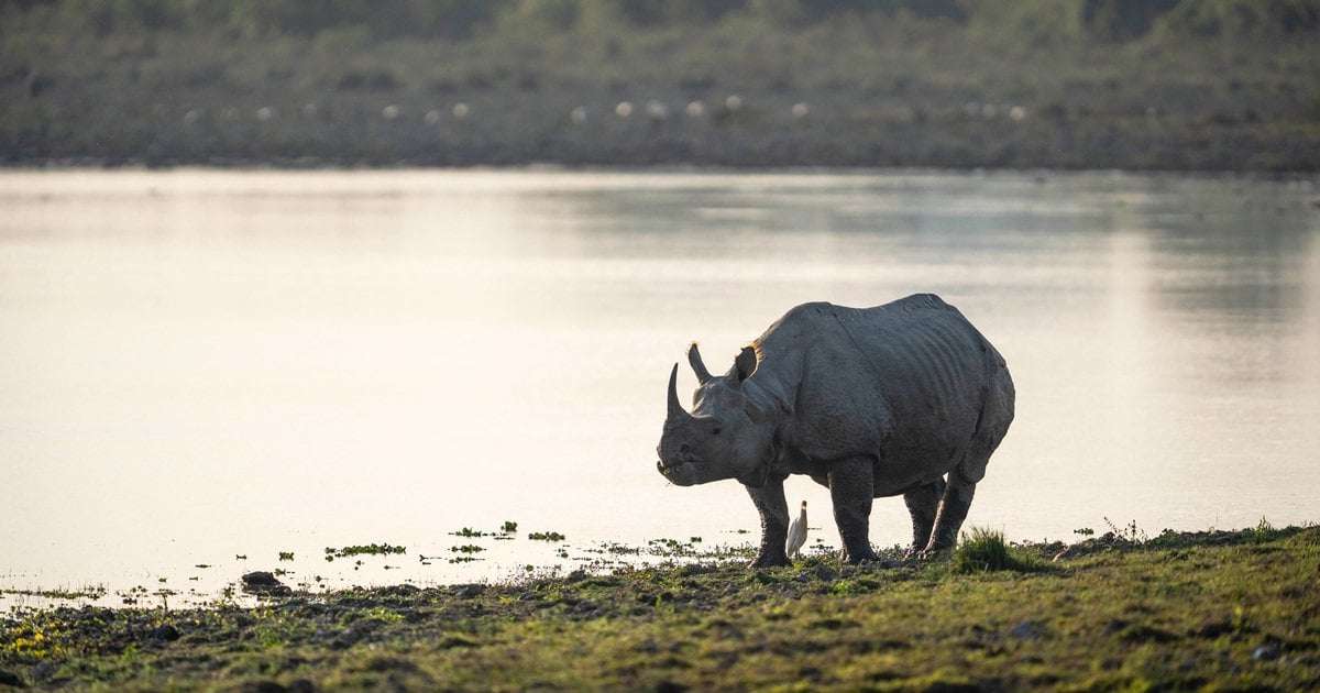 image for zero Indian rhinos poached for the first time in 45 years