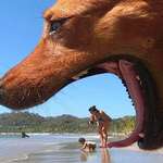 image for Dog interrupts photo, creating once in a lifetime shot.