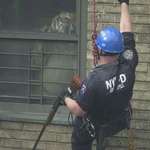 image for An NYC police officer comes face-to-face with Ming, a 350 lb tiger secretly living in an apartment