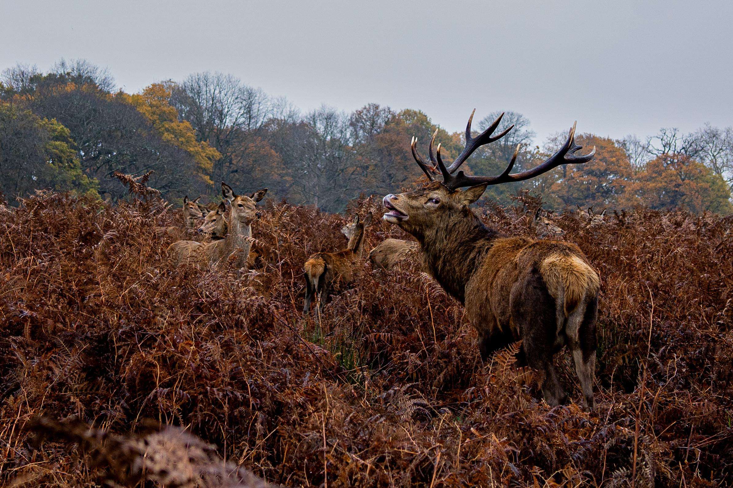 image showing ITAP of some deer at Richmond Park