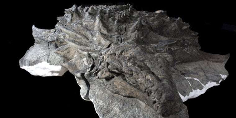 image for Researchers look a dinosaur in its remarkably preserved face