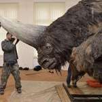 image for The Giant Siberian Unicorn, also known giant rhinoceros, survived until 39,000 yrs ago.