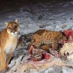 image for A mother mountain lion stands by as her kitten feeds on the carcass of a mountain goat, Montana.