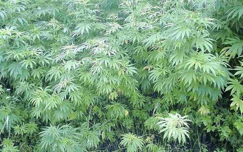 image for Japanese Govt Set to Legalize Medical Marijuana