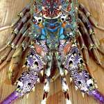 image for The tropical “Rainbow Lobster” (Panulirus ornatus)