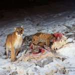 image for ITAP of a mountain lion + kitten and their kill