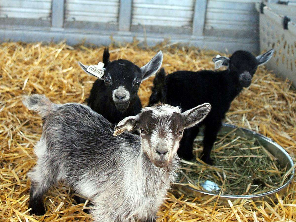 image for The director of a zoo in Mexico had 4 of its 10 pygmy goats cooked up for a New Year's feast, authorities say