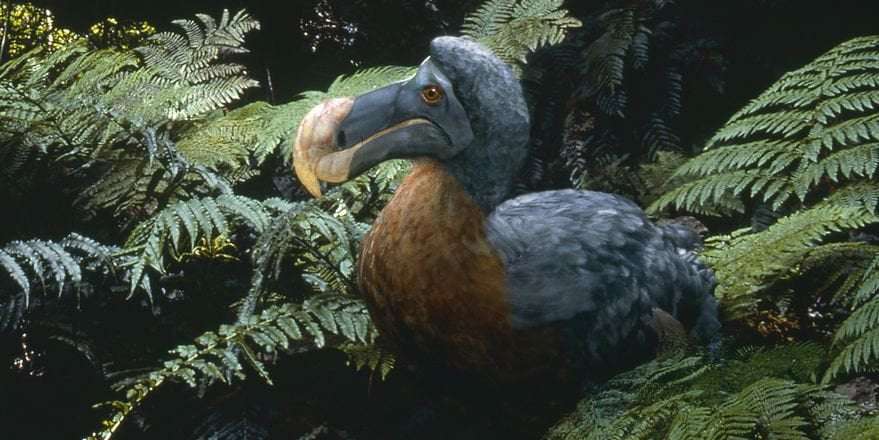 image for The CIA Is Funding a Mission to Reincarnate the Dodo Bird