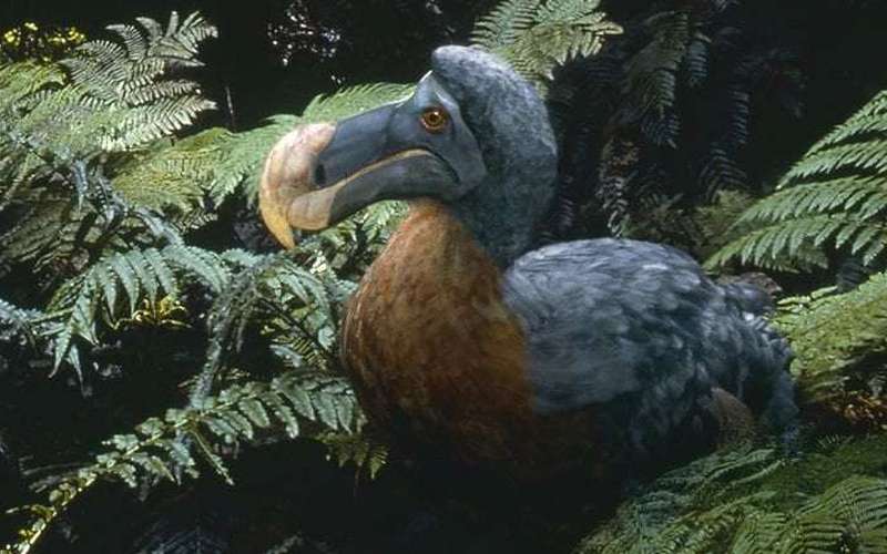 image for The CIA Is Funding a Mission to Reincarnate the Dodo Bird