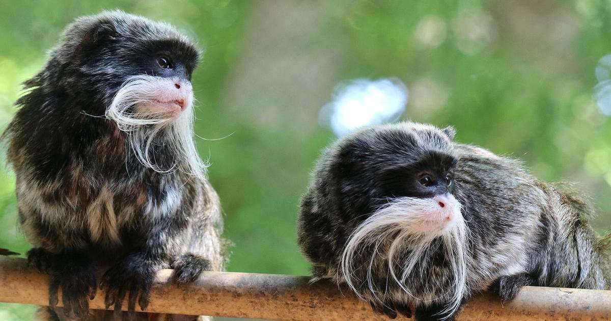 image for Texas man arrested for stealing 2 monkeys from Dallas Zoo says he'll do it again if released, court documents show