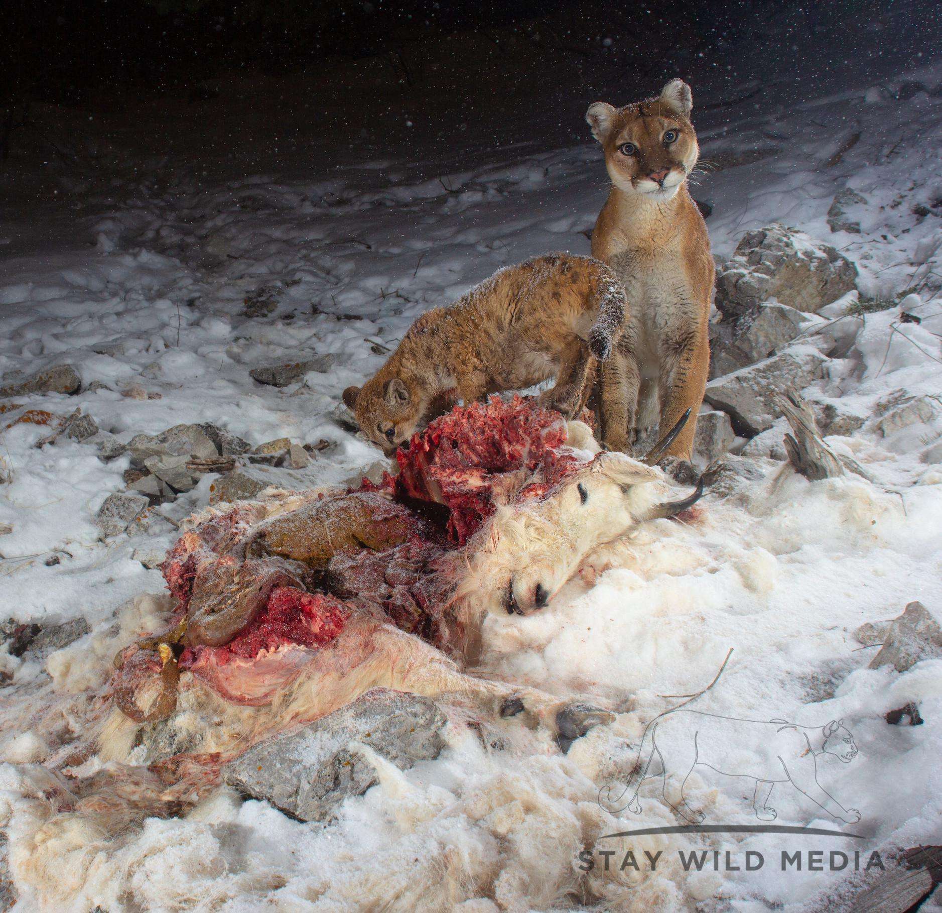 image showing ITAP of a mountain lion and her kitten on her kill