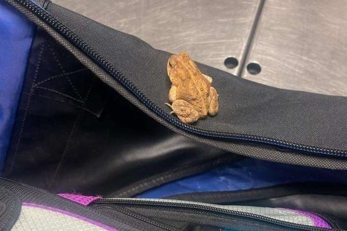 image for Stowaway frog triggers alarm during screening at Pennsylvania airport