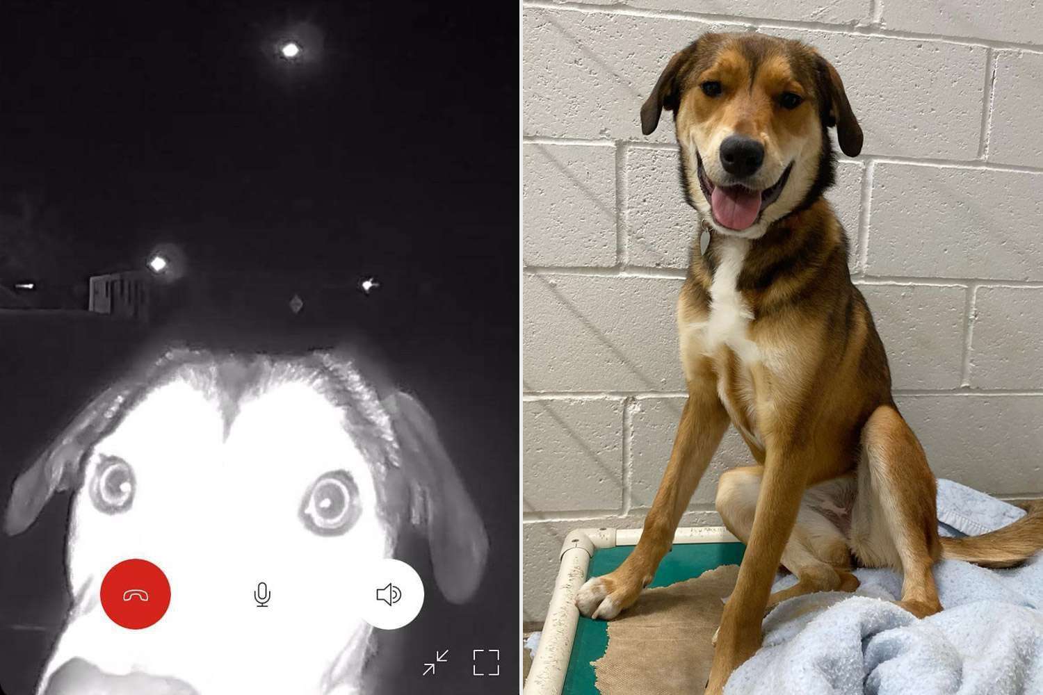 image for Lost Texas Dog Finds Her Way to Former Shelter and Rings Rescue's Doorbell for Help