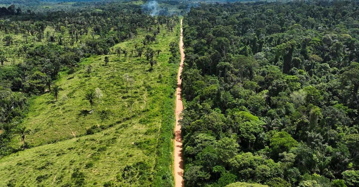 image for Deforestation in Brazil's Amazon falls in first month under Lula