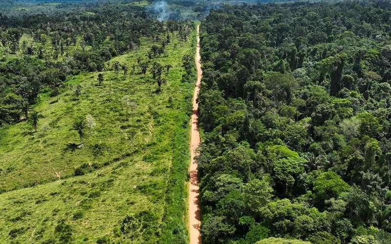 image for Deforestation in Brazil's Amazon falls in first month under Lula