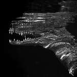image for ITAP of an American saltwater crocodile