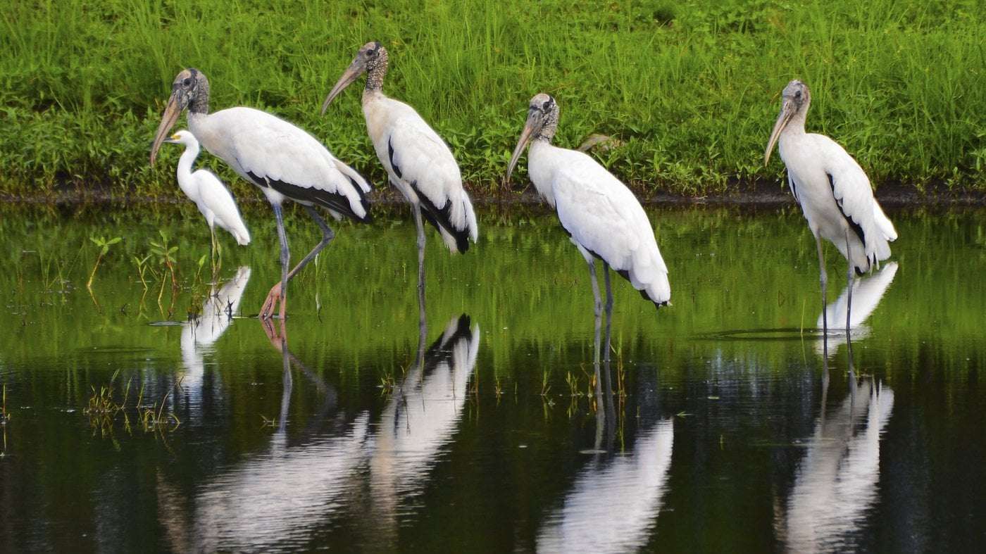 image for After a big recovery, the wood stork may soon fly off the endangered species list