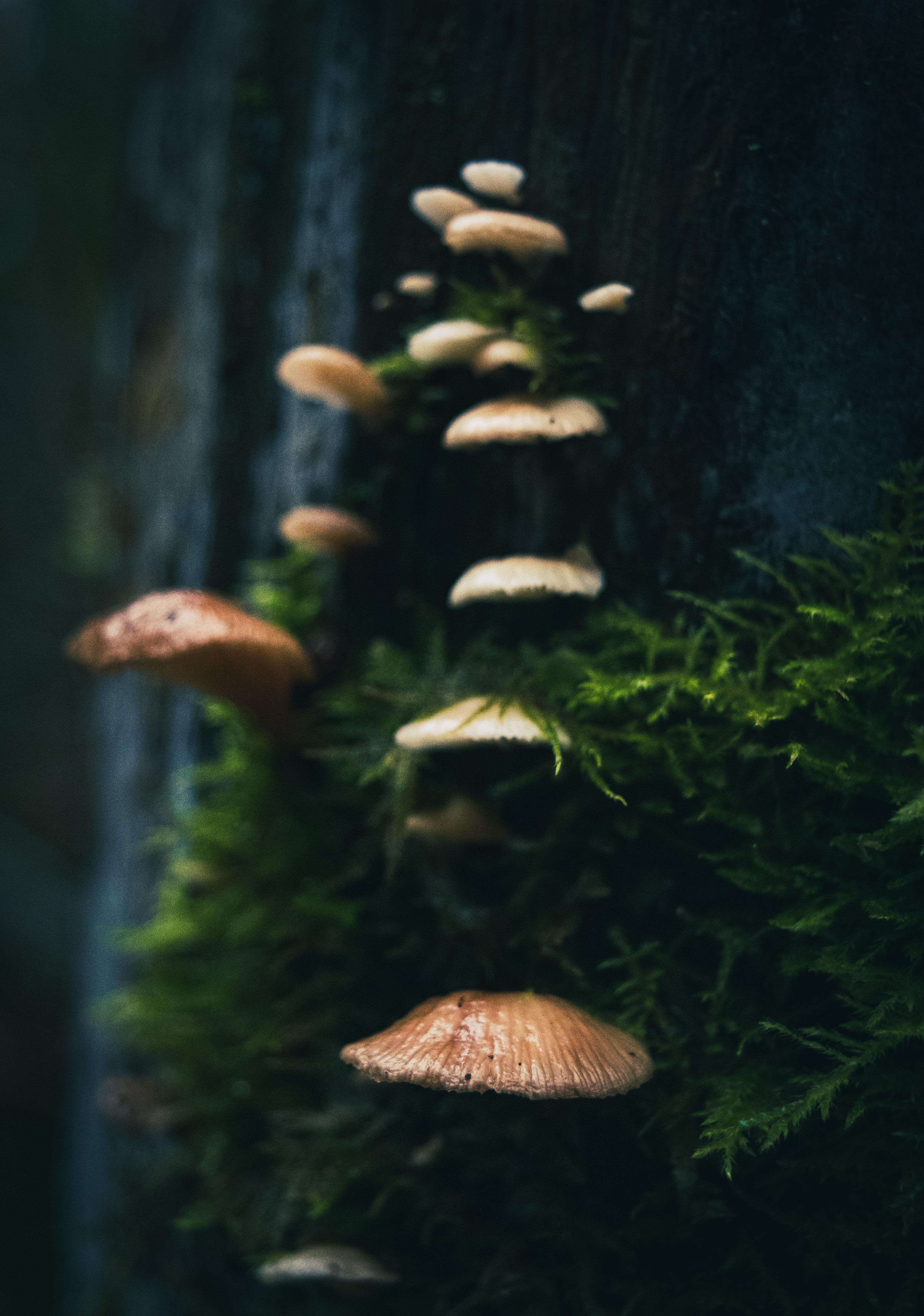 image showing ITAP of some mushrooms