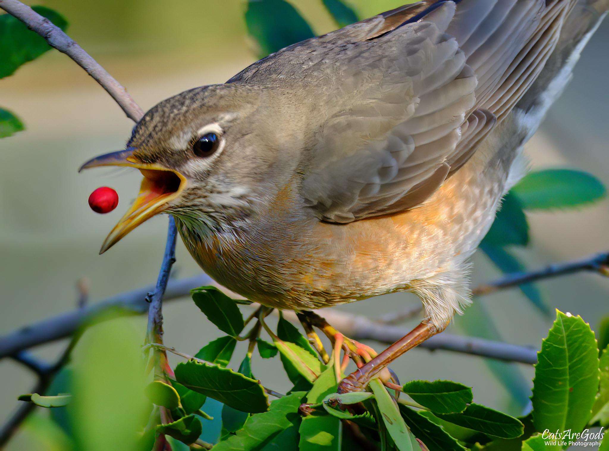 image showing ITAP of a robin eating a berry