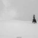 image for ITAP of a lone pine tree on a snow-covered farm