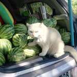 image for This cat angrily protecting its trunk full of watermelons
