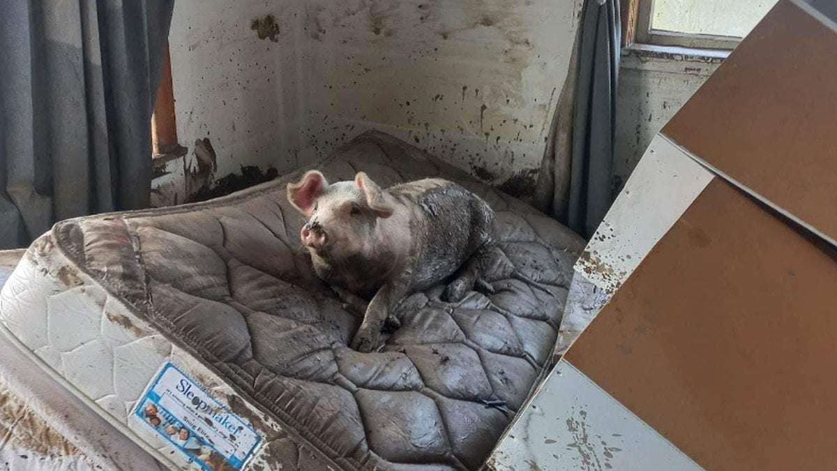 image for Cyclone Gabrielle: Pig floats into bedroom of flood-hit Hawke’s Bay home, goes to sleep on muddy mattress