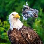 image for Amazing shot of a Blue Jay pestering a Bald Eagle