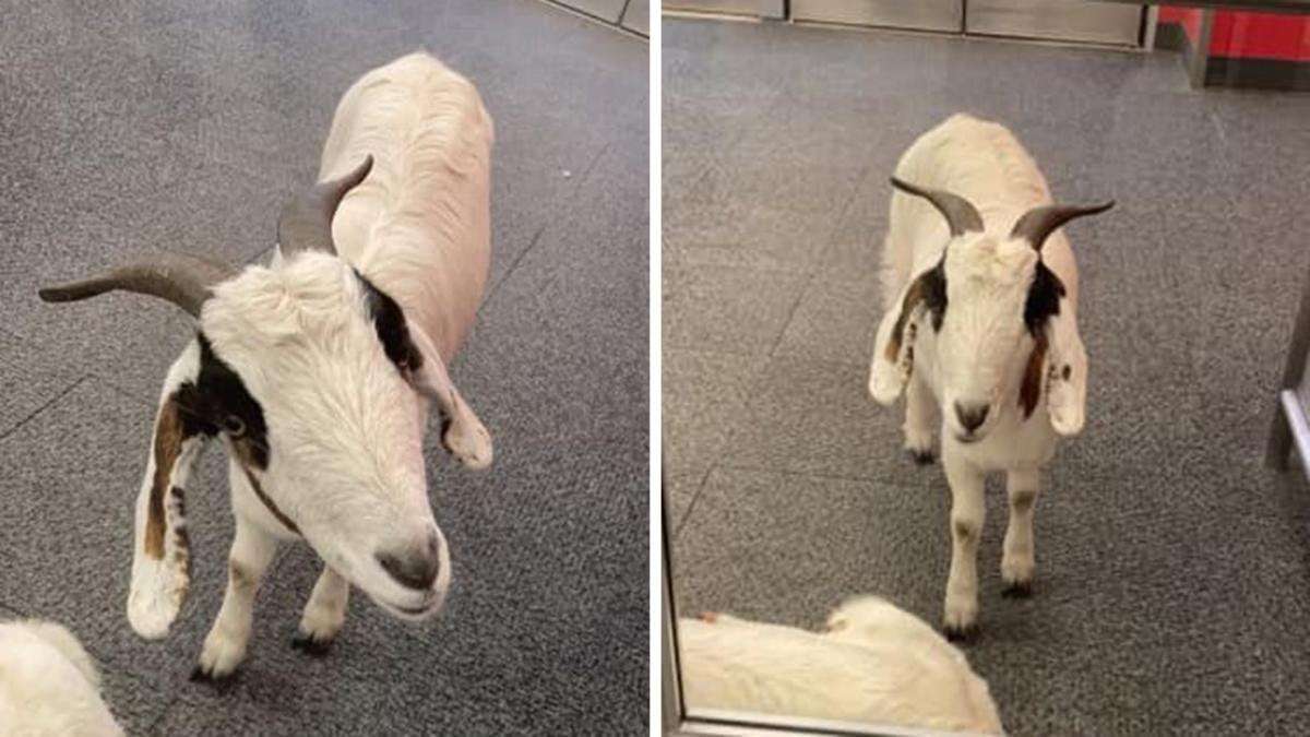 image for Two goats in Texas wander into a Target and spend a few minutes perusing the aisles