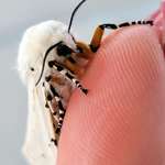 image for ITAP of a Salt Marsh Moth
