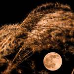 image for ITAP the rising moon behind white pampas grass